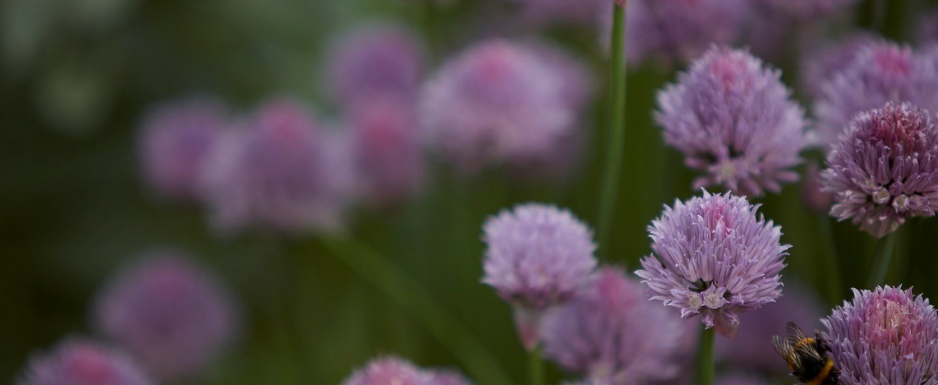 garlic flowers in a field